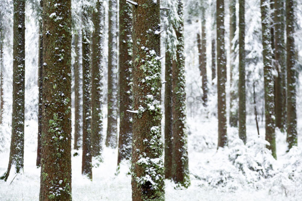 Similar – Image, Stock Photo Woman with blue jacket at the edge of forest during snowfall