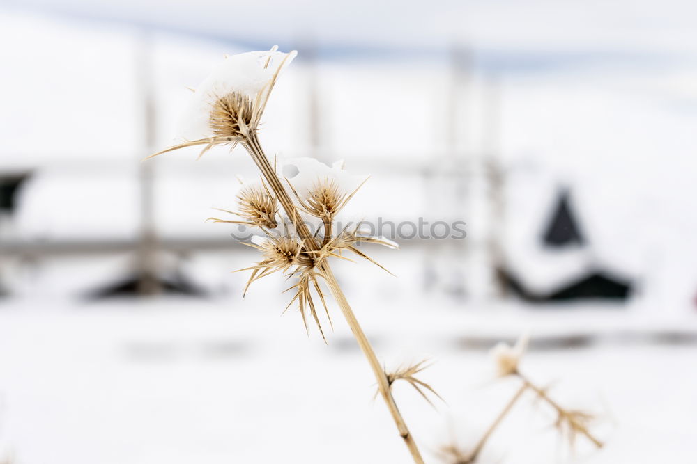 Similar – Image, Stock Photo Christmas postcard