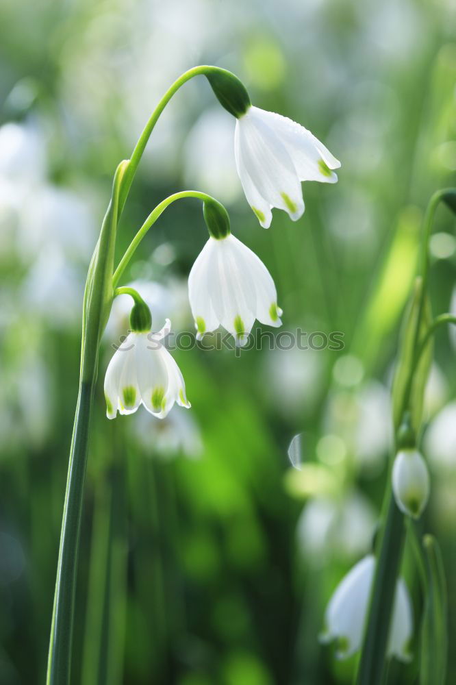 Similar – Image, Stock Photo sea of spring Environment