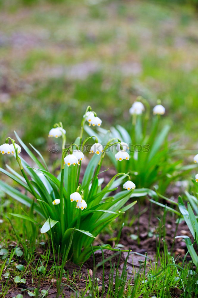 Similar – Image, Stock Photo spring Plant Spring