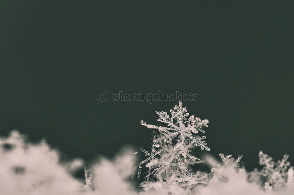 Similar – Image, Stock Photo Twice as cold Forest