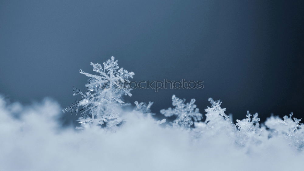 Similar – Winter ice crystals