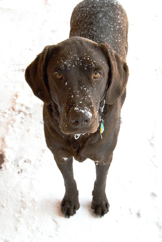 Similar – Image, Stock Photo trainee Winter Snow Animal