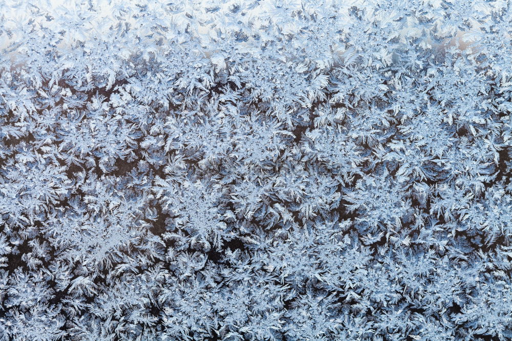 Similar – Image, Stock Photo Close-ups of bizarre ice flowers on a glass pane