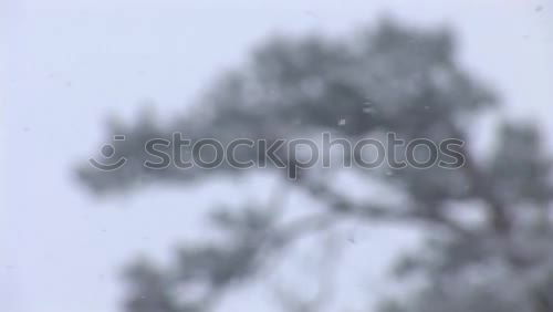 Similar – Image, Stock Photo Icicle I Cold Ice Frozen