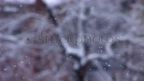 Similar – Image, Stock Photo Winter, goodbye! Dessert