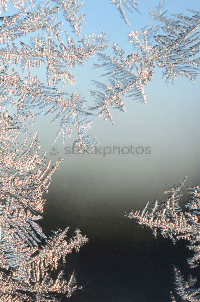 Similar – blauweißer Gegenlichtwinter