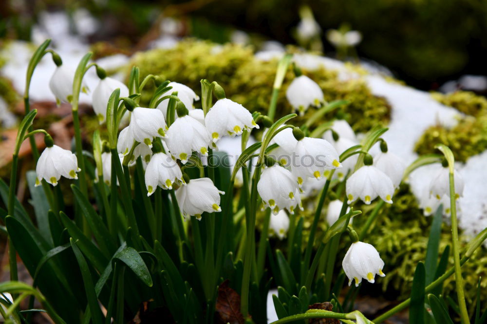 Similar – Image, Stock Photo forest ground Environment