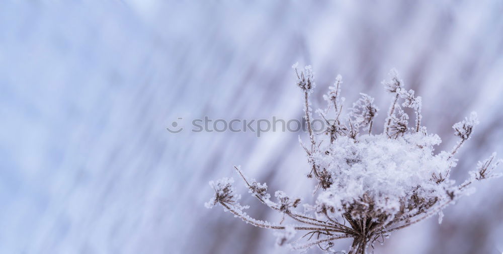 Similar – Image, Stock Photo icily Nature Plant Winter