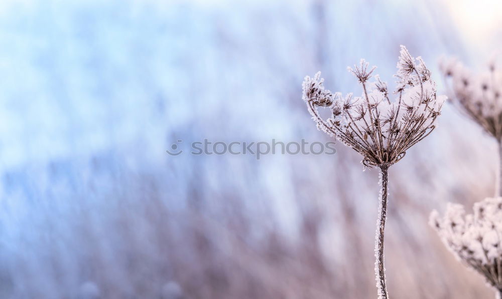 Similar – Image, Stock Photo dried plant on wire fence