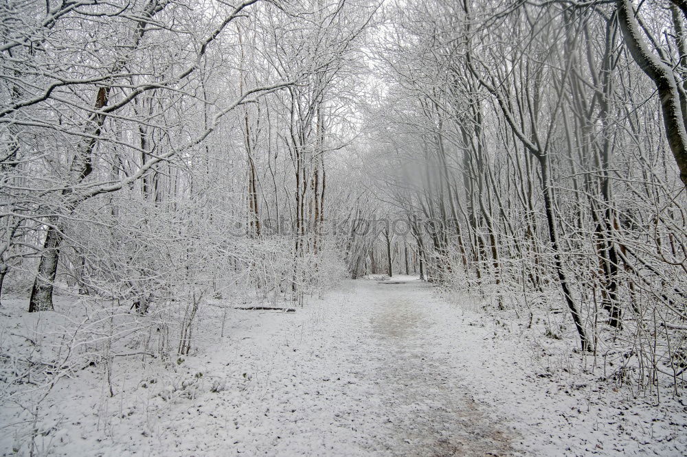 Similar – Image, Stock Photo Winter wonderland Nature