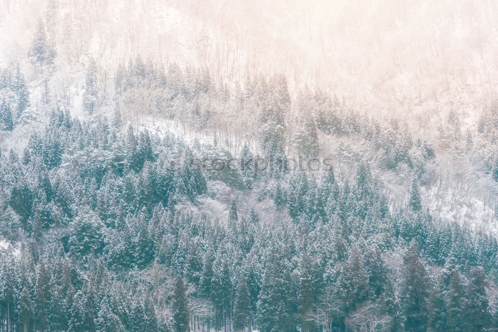 Pine forest in winter.