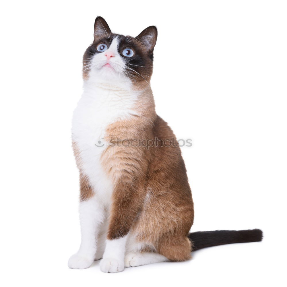 Similar – Image, Stock Photo hungry unhappy cat Pet Cat