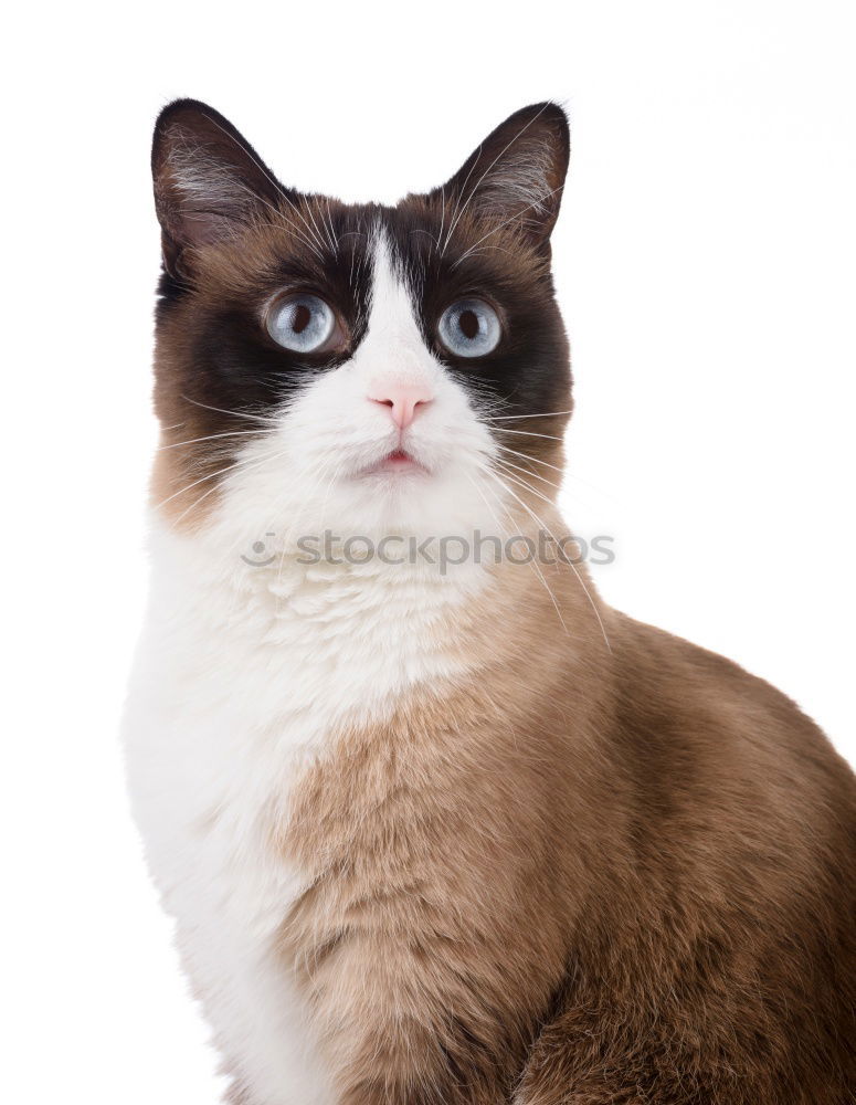 Similar – cute maine coon kitten standing on glass table eyes closed