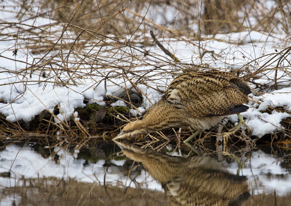 Similar – Image, Stock Photo A wren lies dead in the snow of a wintry meadow