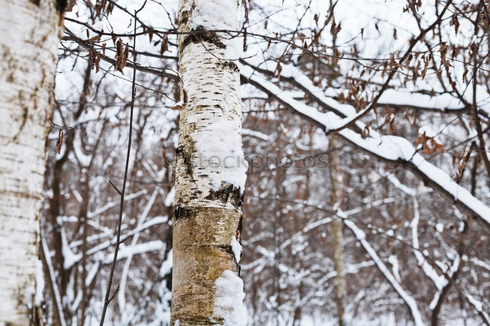 Similar – birches Nature Plant Sky