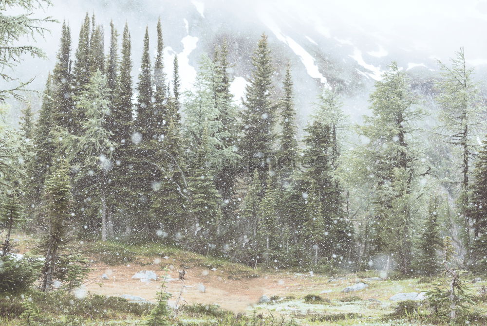 Yosemite Tree Forest