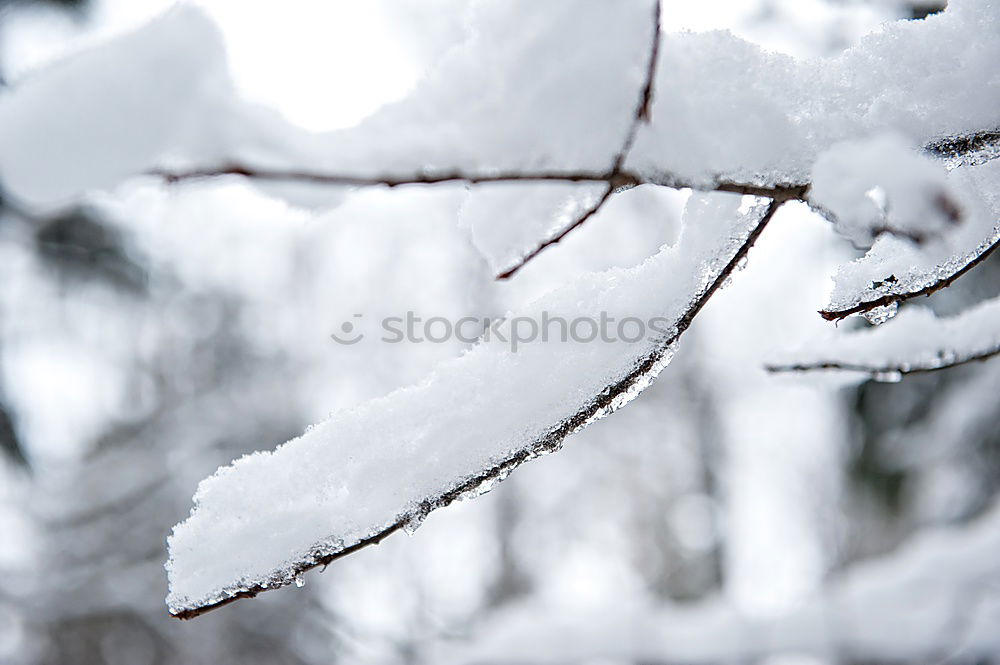 Similar – Mourning cross in the snow