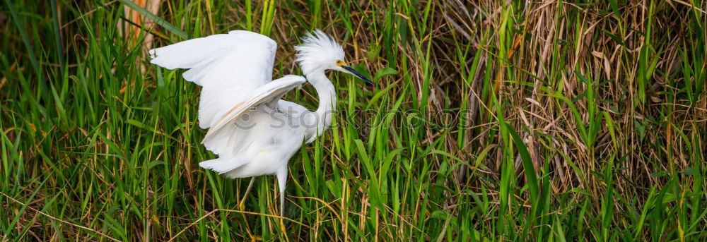 Similar – swan lake Environment