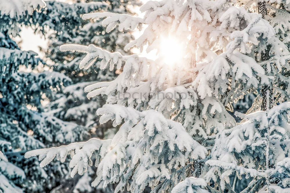 Similar – Foto Bild wunderschönen guten morgen!