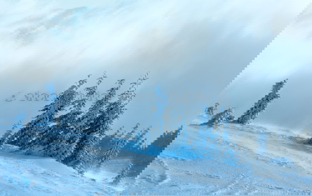 Similar – Image, Stock Photo bitter Forest Cold Snow