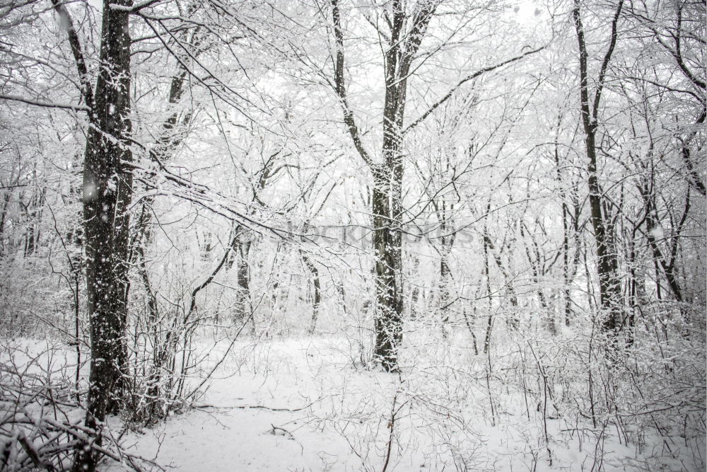 Image, Stock Photo SNOWMAN Winter Ice Frost