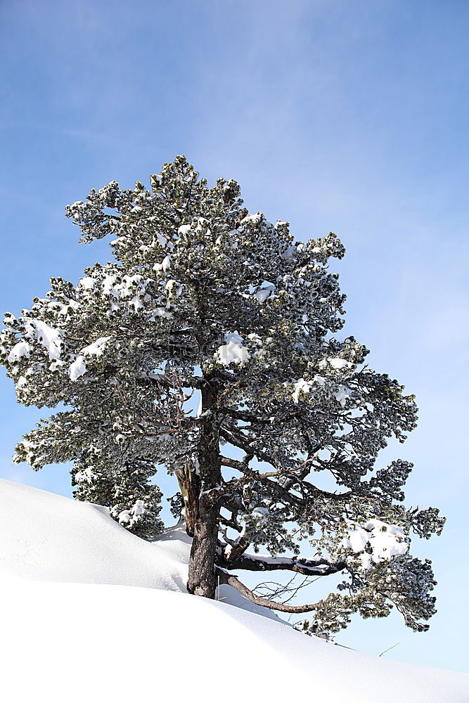 Similar – Image, Stock Photo Iced tree Tree White Cold