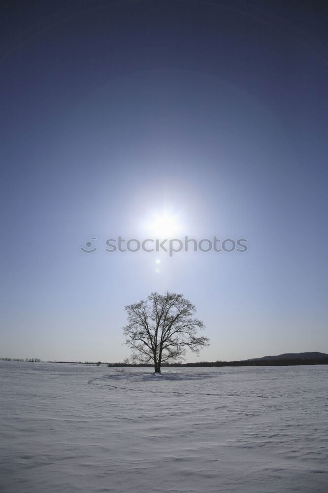 Similar – Image, Stock Photo palm beach Landscape Sky