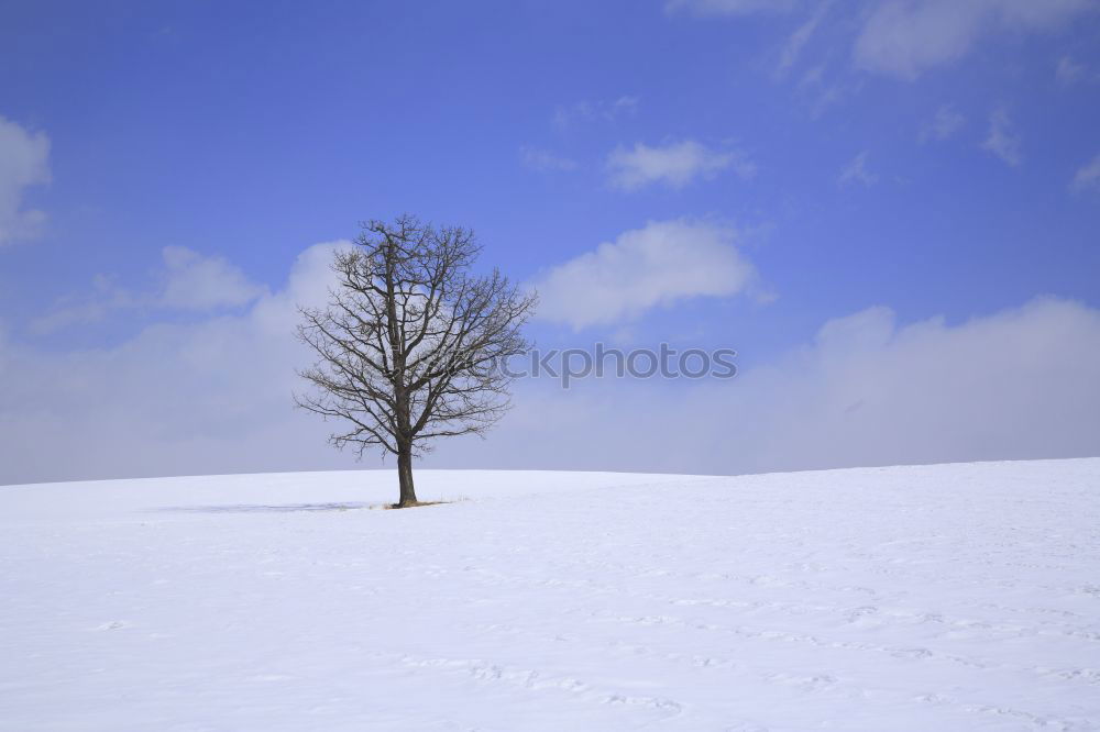 Similar – weiß/blau Baum Schnee