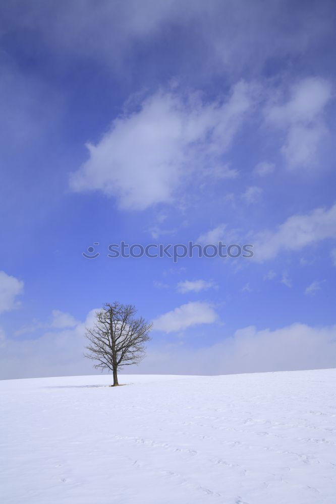 Similar – weiß/blau Baum Schnee