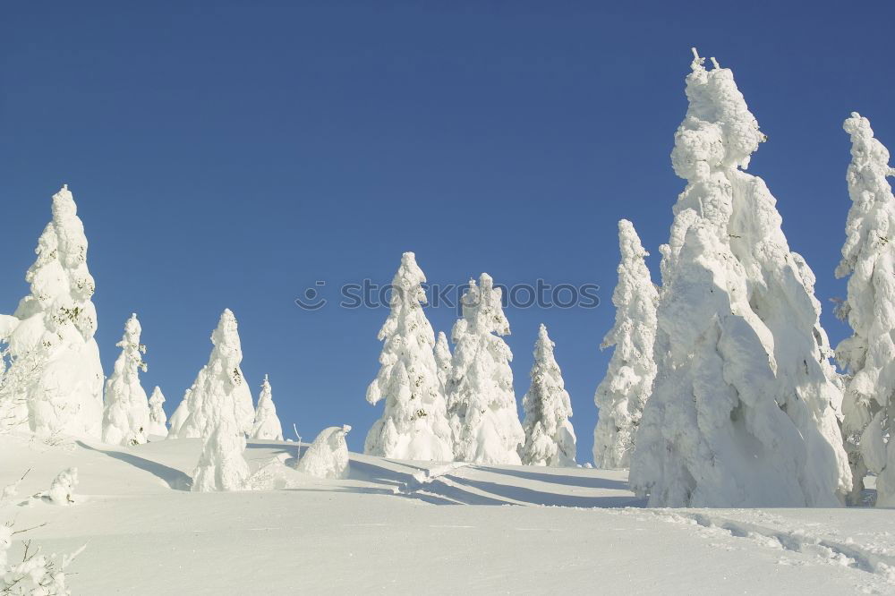 Similar – Foto Bild Schlumpfhausen Winterwald