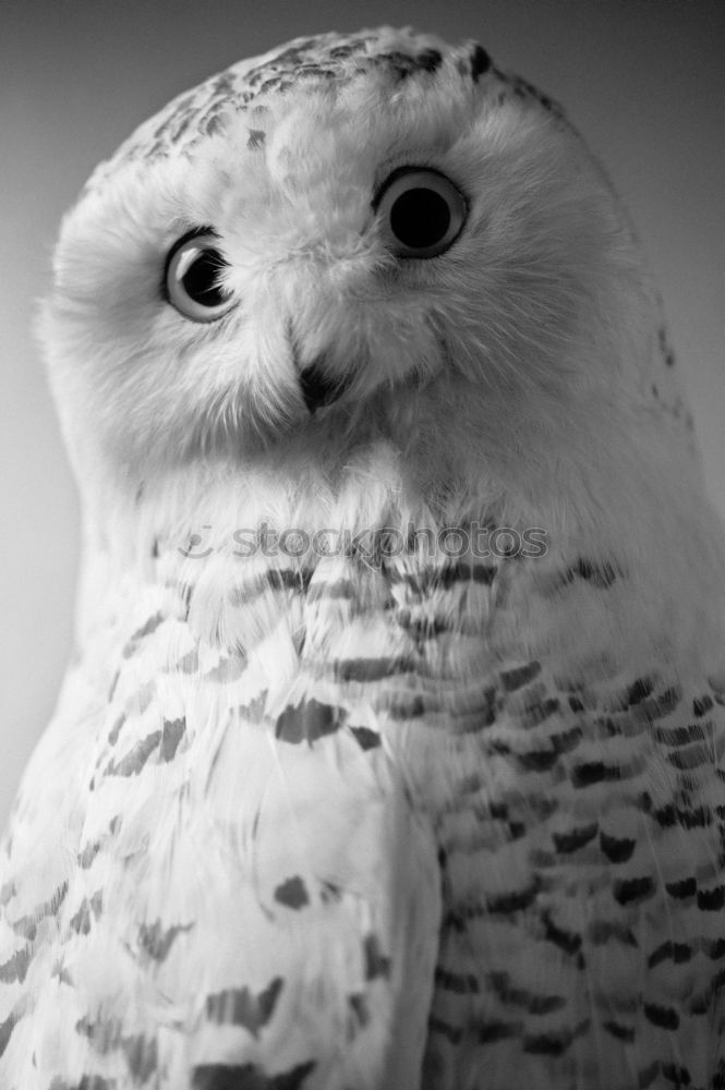 Similar – Snowy owl face III