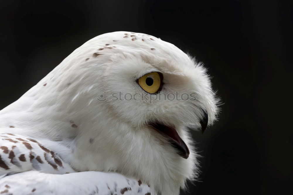 Similar – Image, Stock Photo Snowy owl face II