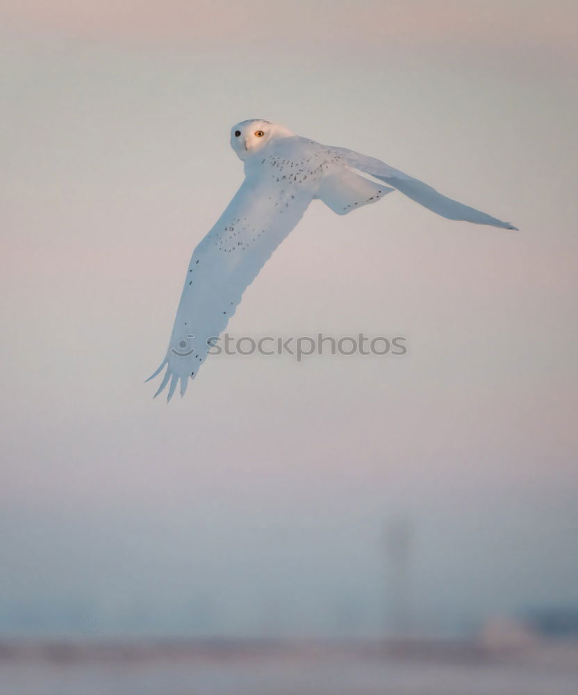 Similar – Image, Stock Photo up and away Seagull Bird