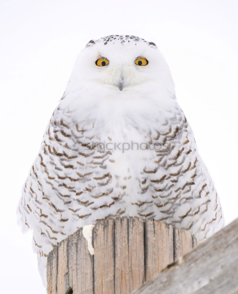 Image, Stock Photo Snowy owl face II