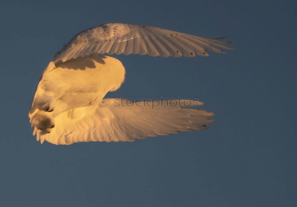 Similar – three friends Seagull