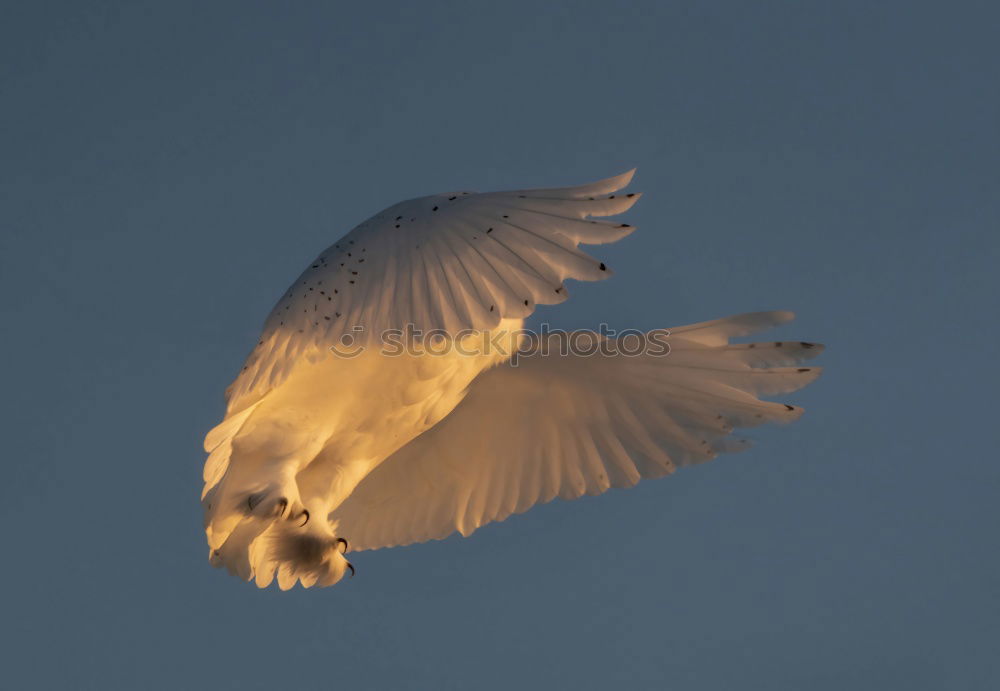 Similar – Image, Stock Photo Seagulls Pic Animal Bird 1