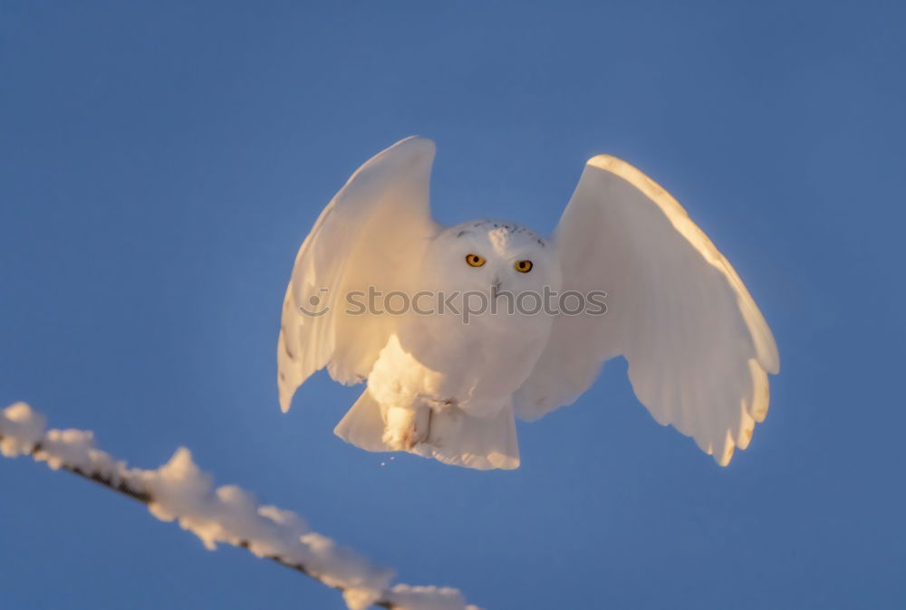 Similar – Image, Stock Photo little fiSh Water Ocean