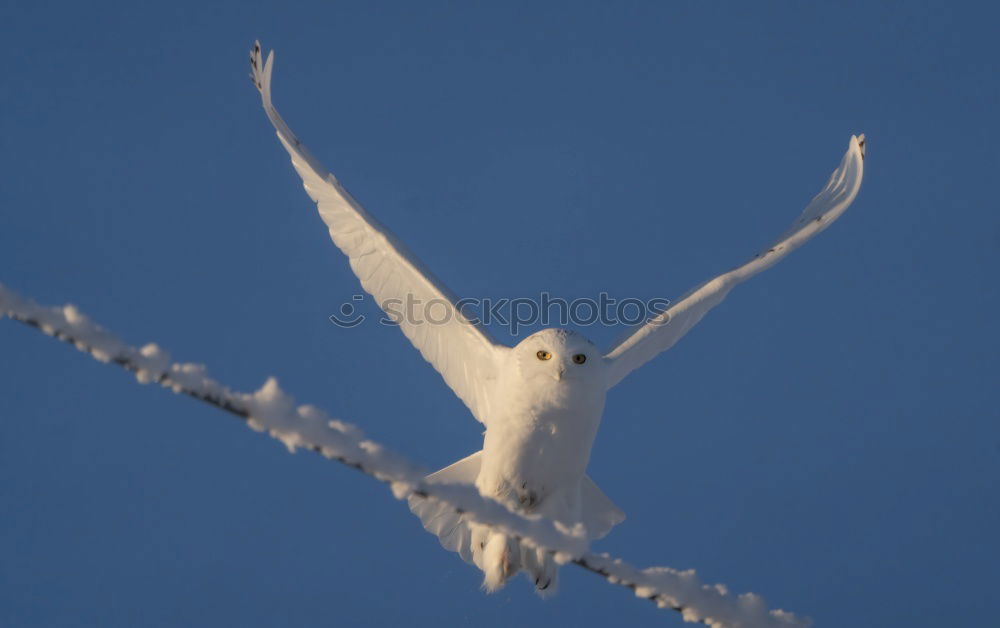 Similar – Bird Shit in Freedom Feces