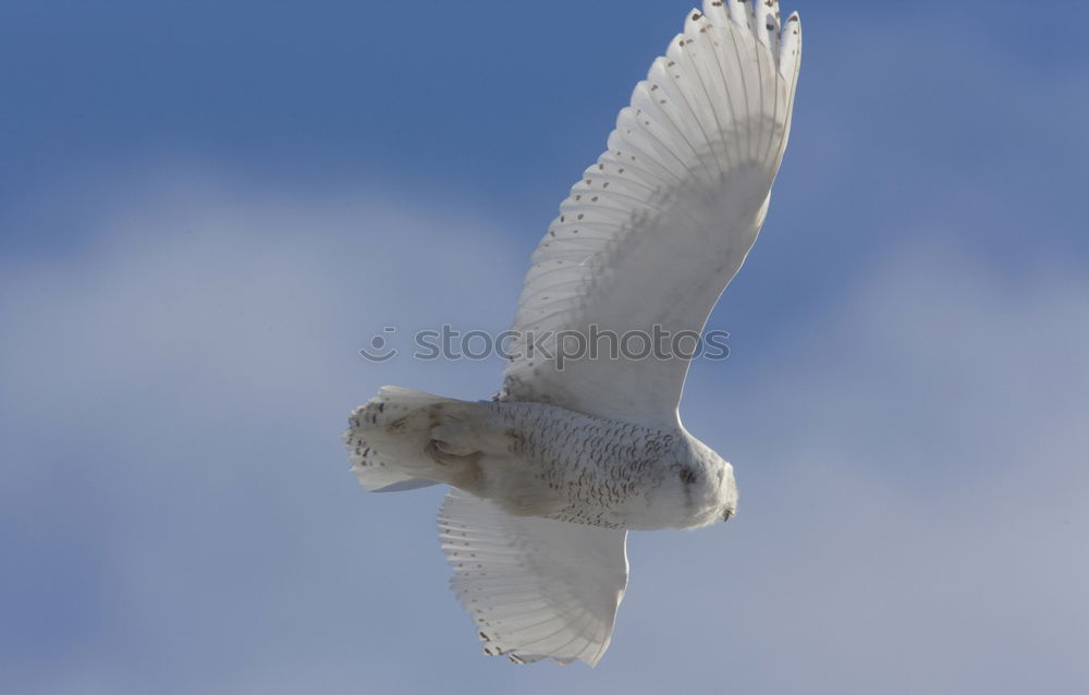 Similar – Image, Stock Photo Two make a summer Seagull