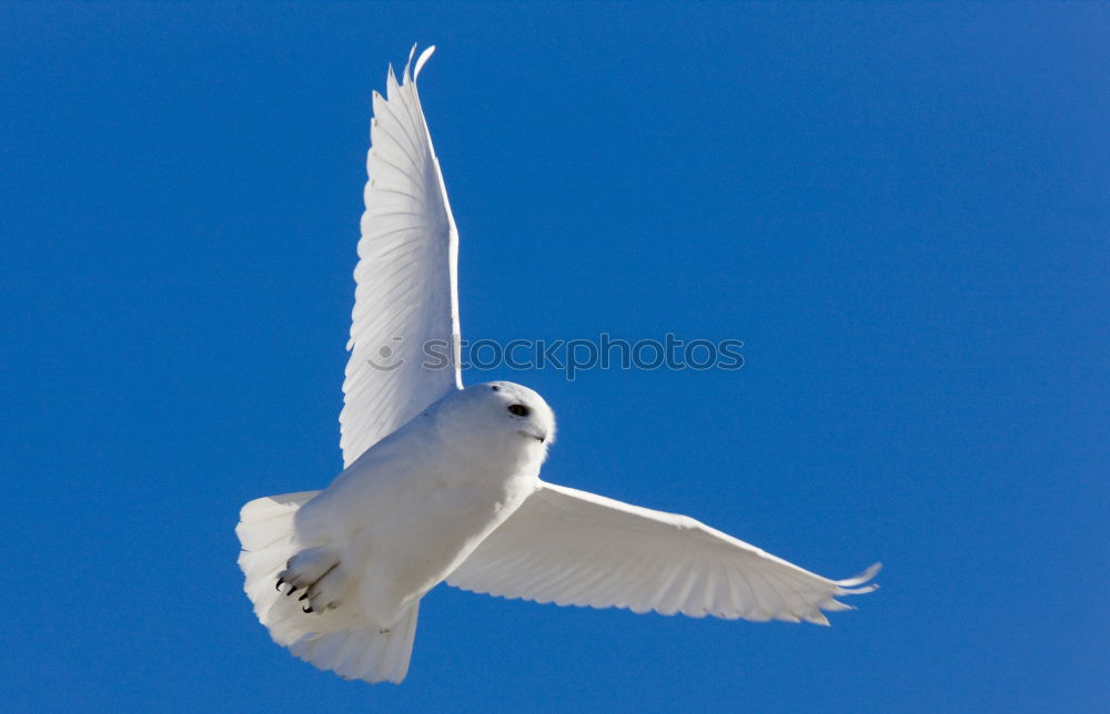 Similar – freedom Seagull White