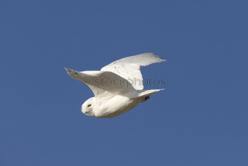 Similar – Foto Bild noch ne Möwe Vogel