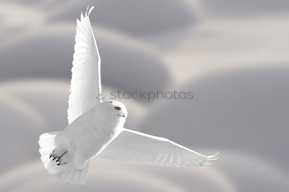 Similar – Image, Stock Photo Seagull 1 Sailing Aviation