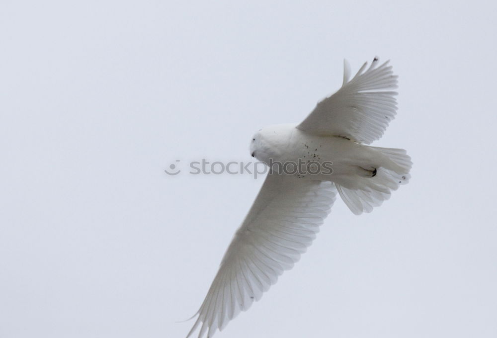 Similar – Image, Stock Photo Aircraft 1 Bird Swan