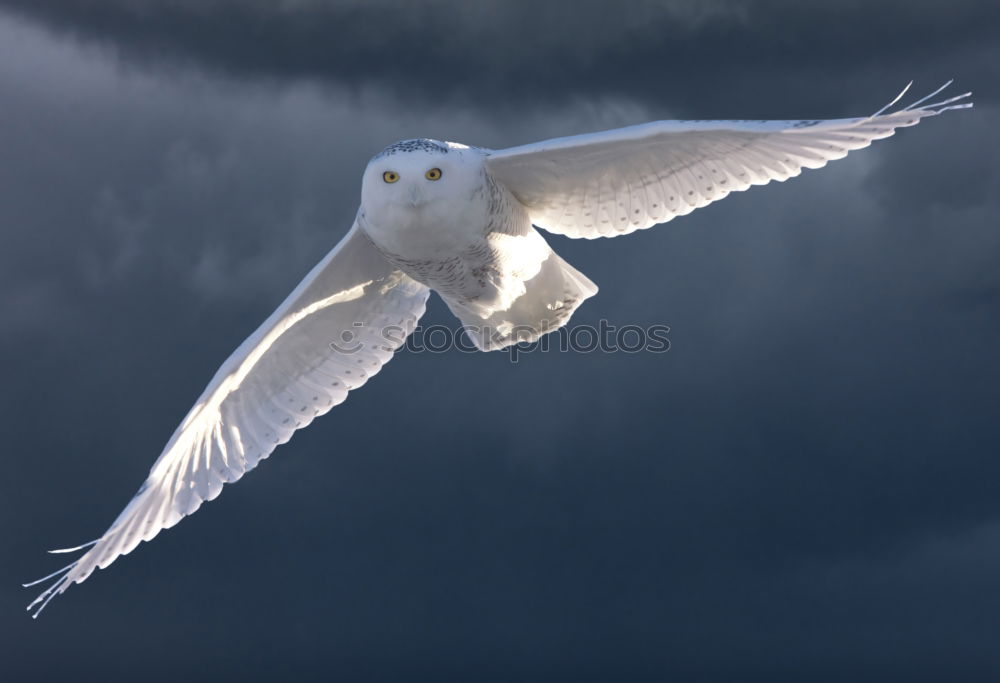 night gull Seagull