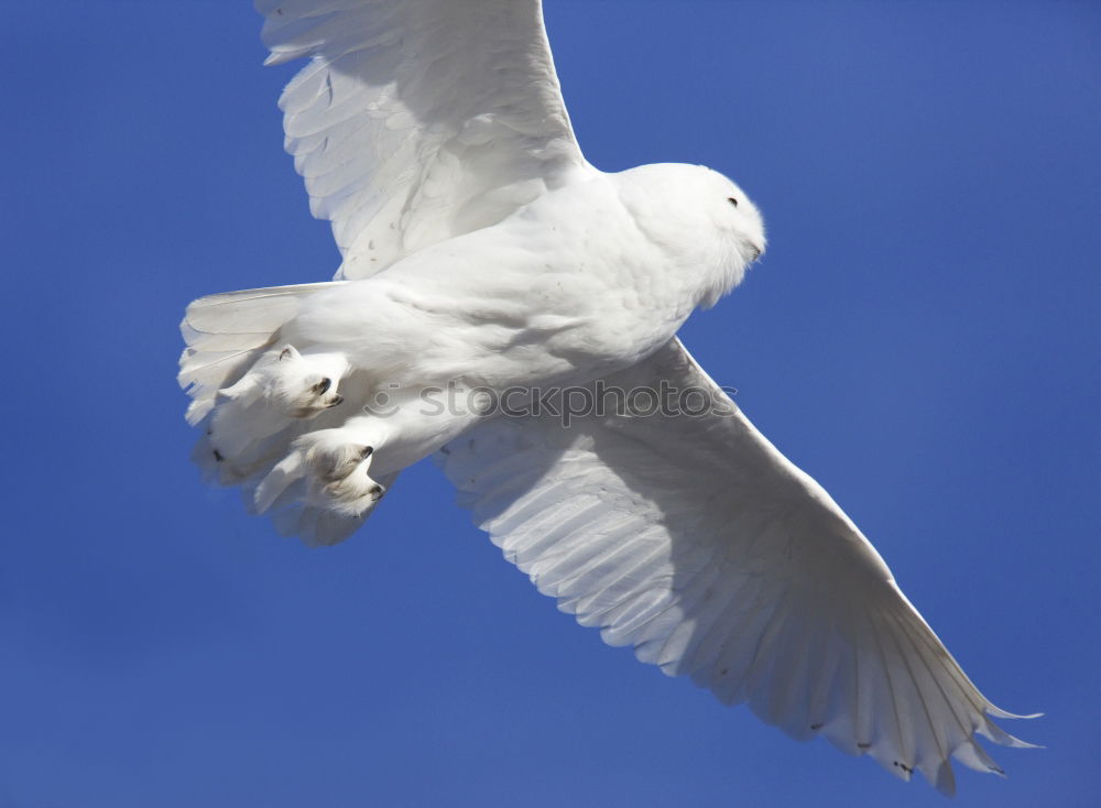 Similar – Image, Stock Photo Sandy feet Nature Animal