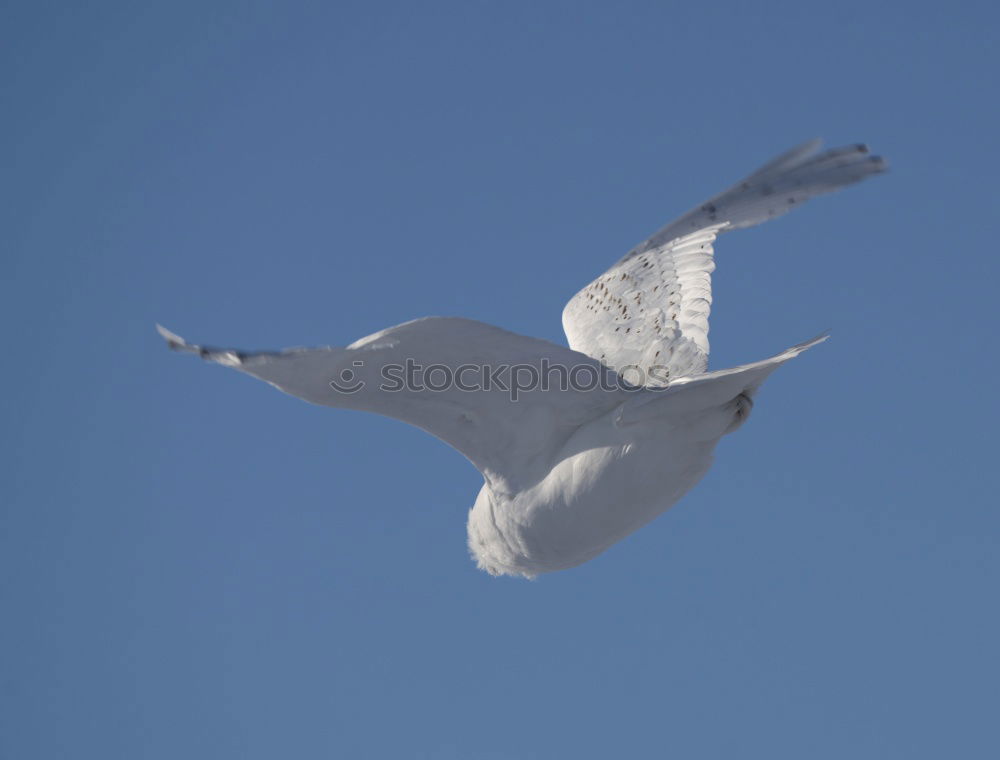 Similar – Bird Shit in Freedom Feces