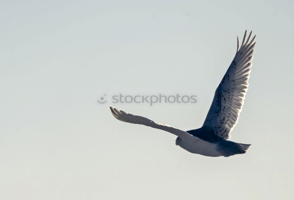 Similar – Image, Stock Photo Hooded Crow Carrion crow