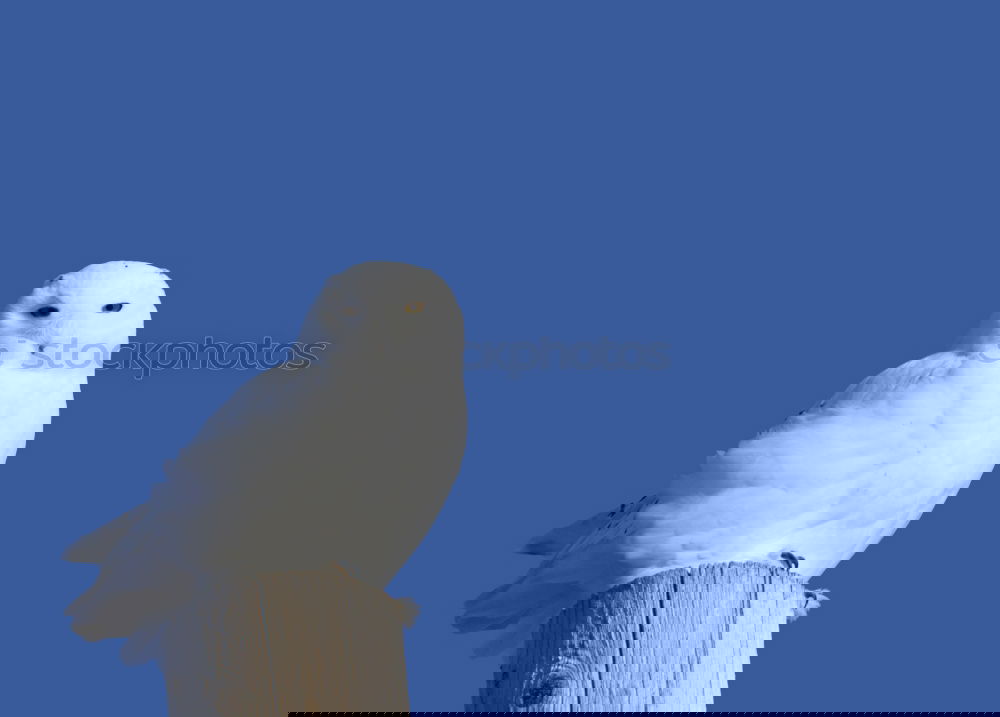 Similar – Foto Bild Möwe Vogel Laterne