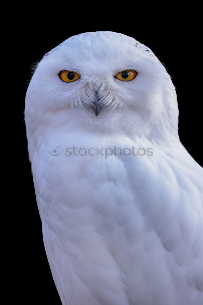 Similar – Snowy owl face III